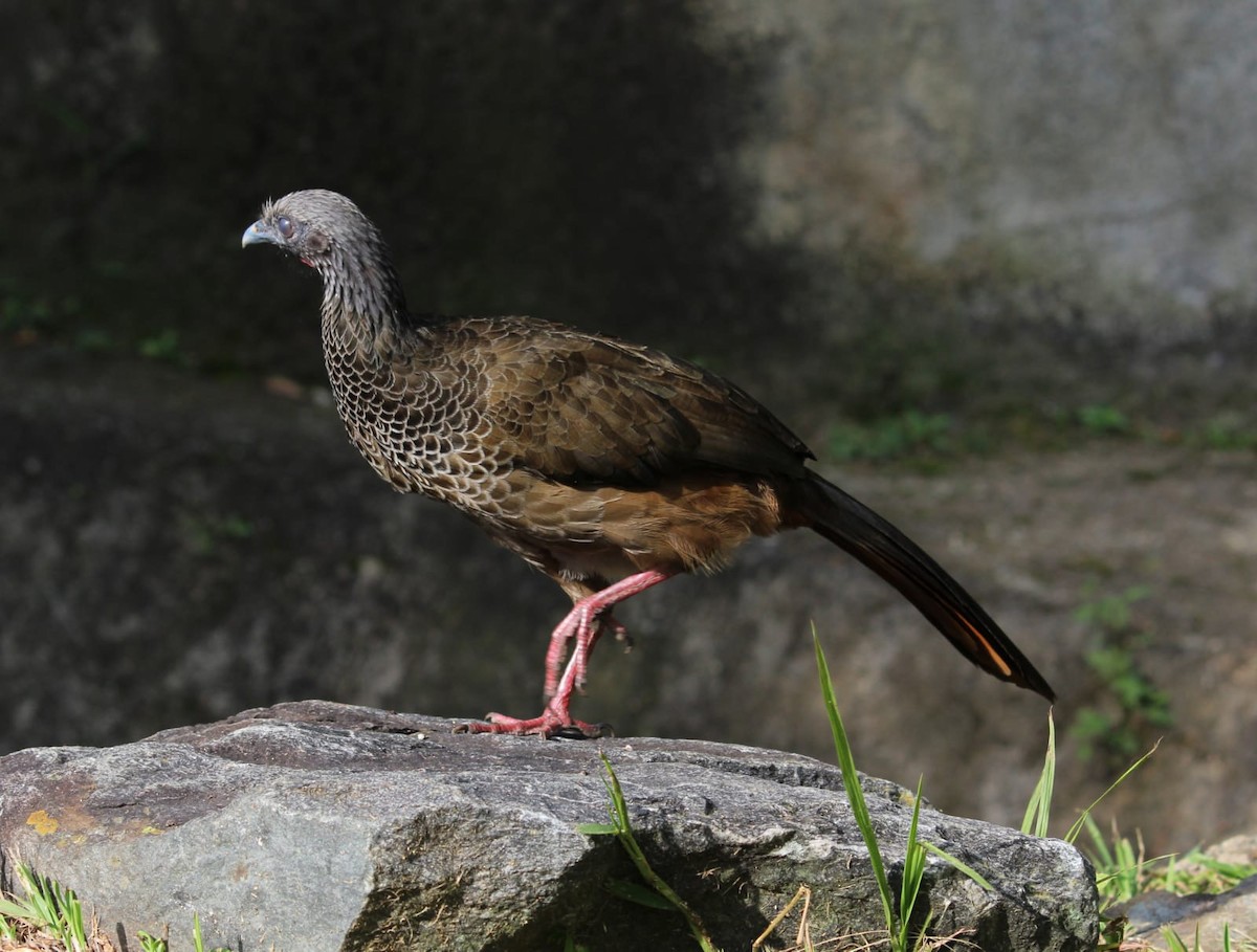 Colombian Chachalaca - ML395496991