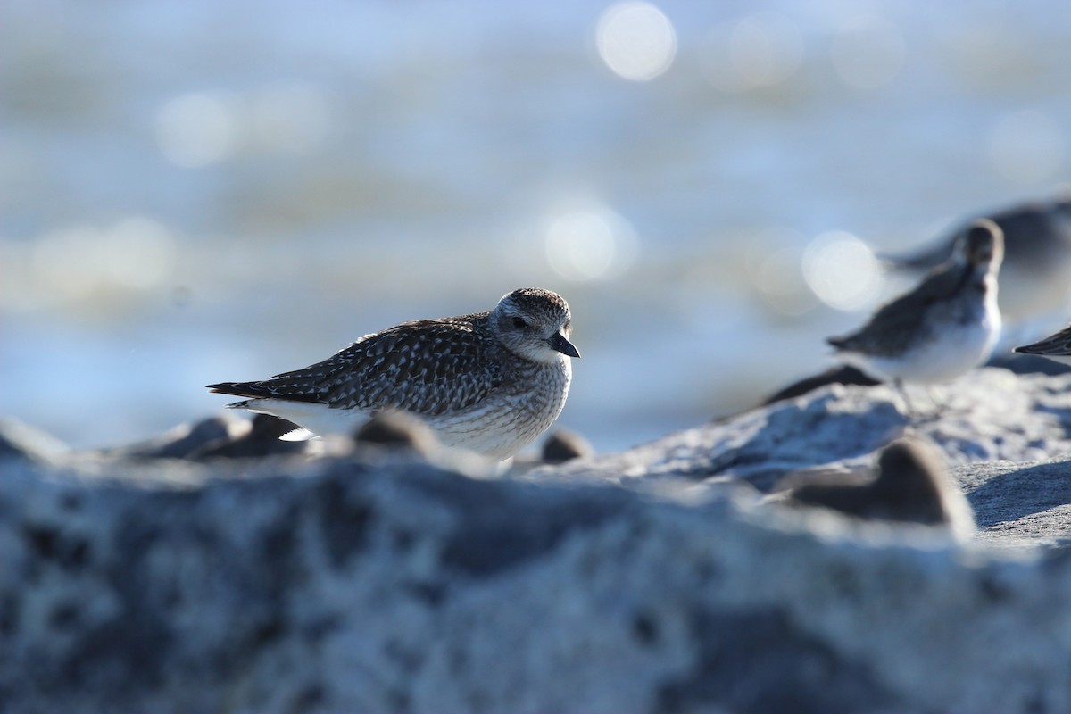 Black-bellied Plover - ML395497201