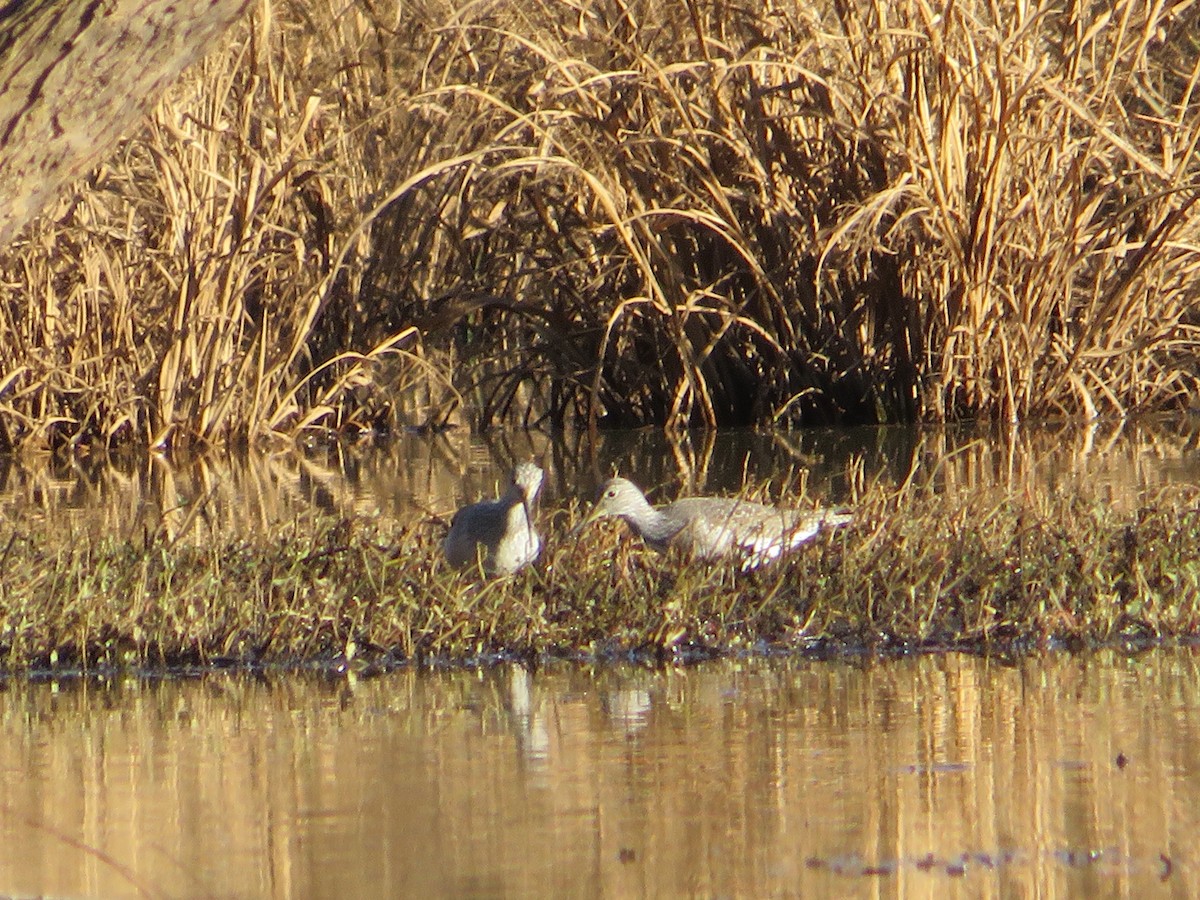 Greater Yellowlegs - ML395497221