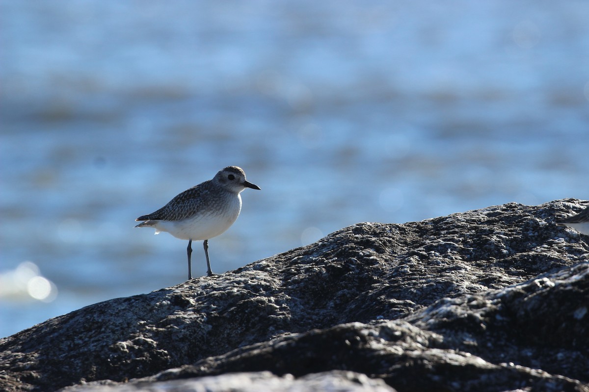 Black-bellied Plover - ML395497311