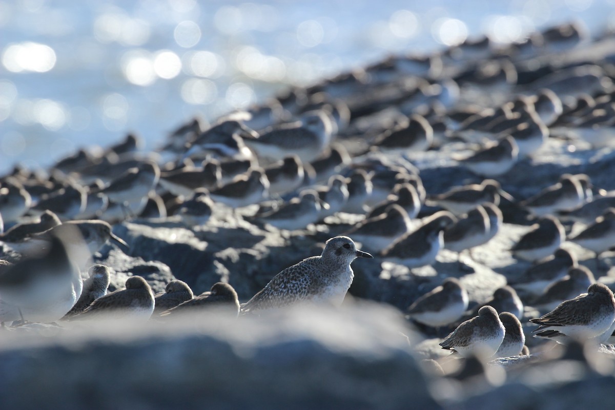 Black-bellied Plover - ML395497381