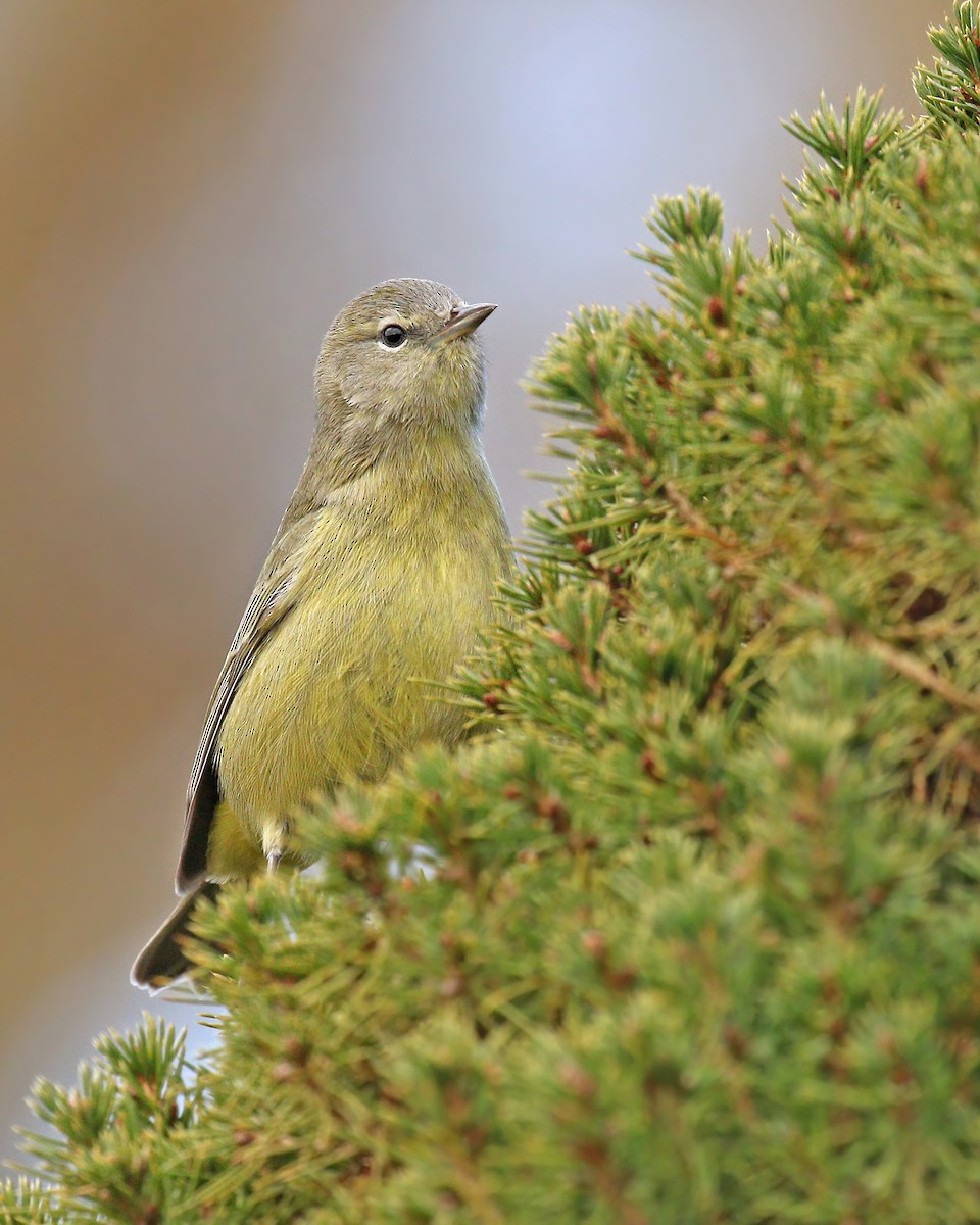 Orange-crowned Warbler - Ryan Schain