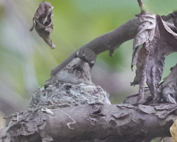 Anna's Hummingbird - Brooke Miller