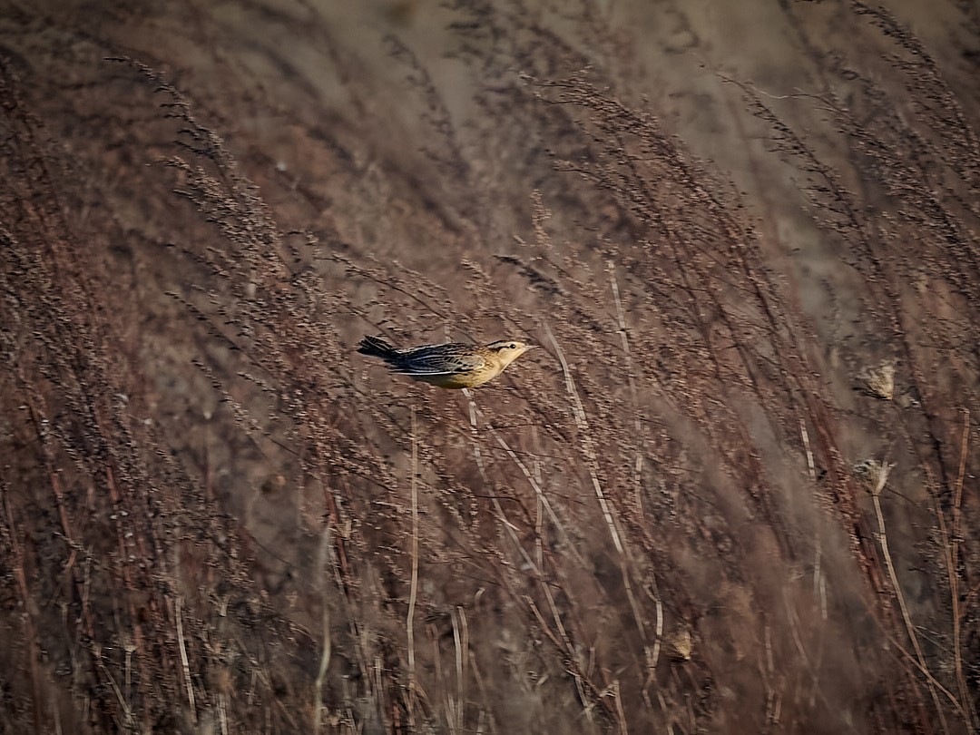 Western Meadowlark - ML395499241