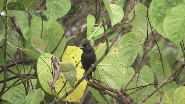 Glossy Antshrike - ML395499361