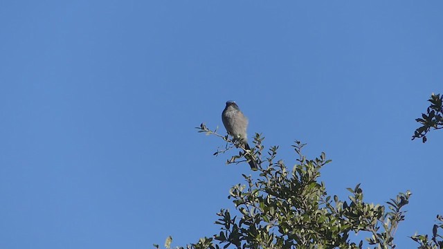 Woodhouse's Scrub-Jay - ML395501051