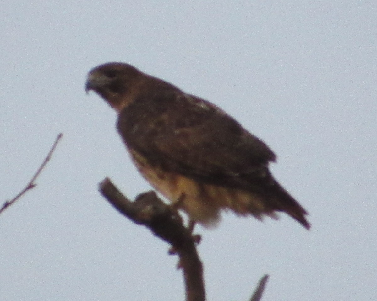 Red-tailed Hawk - ML395501091