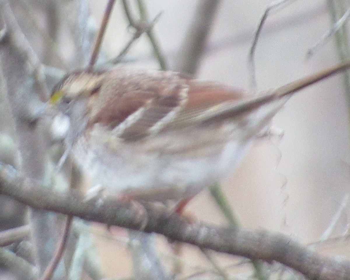 White-throated Sparrow - ML395501181