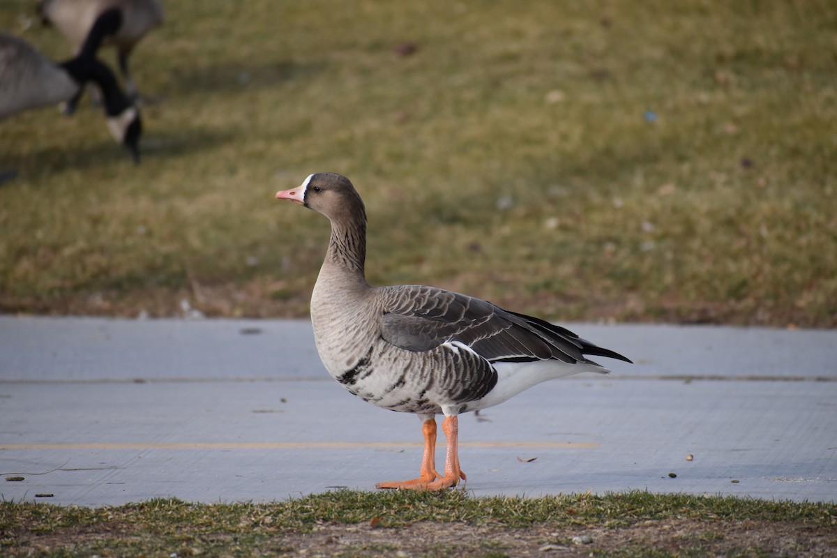 Greater White-fronted Goose - ML395502031