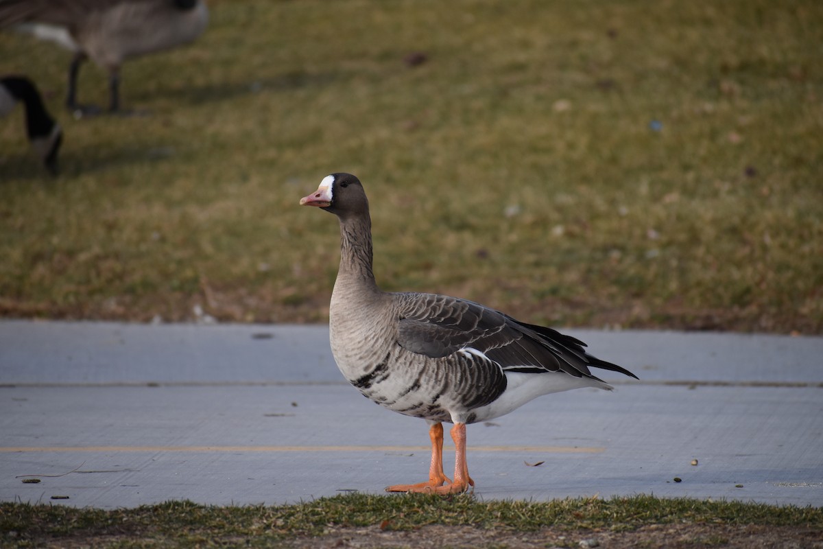Greater White-fronted Goose - ML395502061