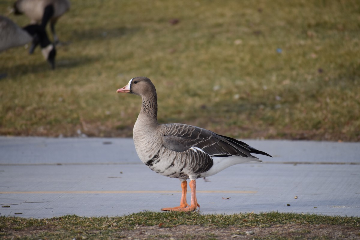 Greater White-fronted Goose - ML395502091