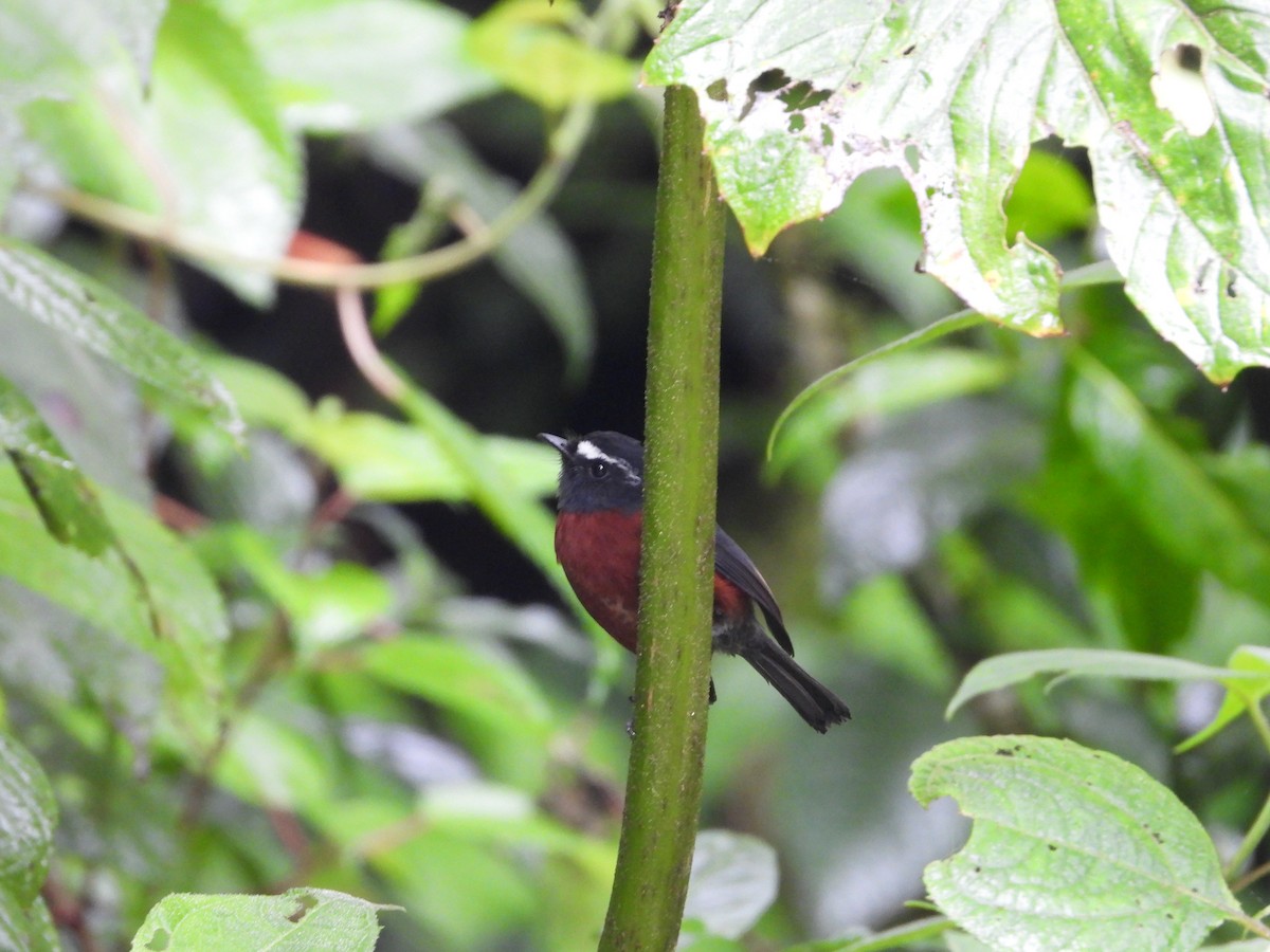 Chestnut-bellied Chat-Tyrant - Andres Felipe Ramirez Arango