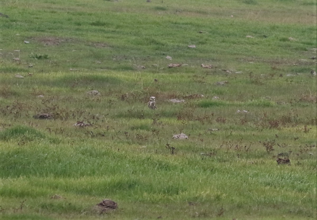 Burrowing Owl - Ryan Phillips