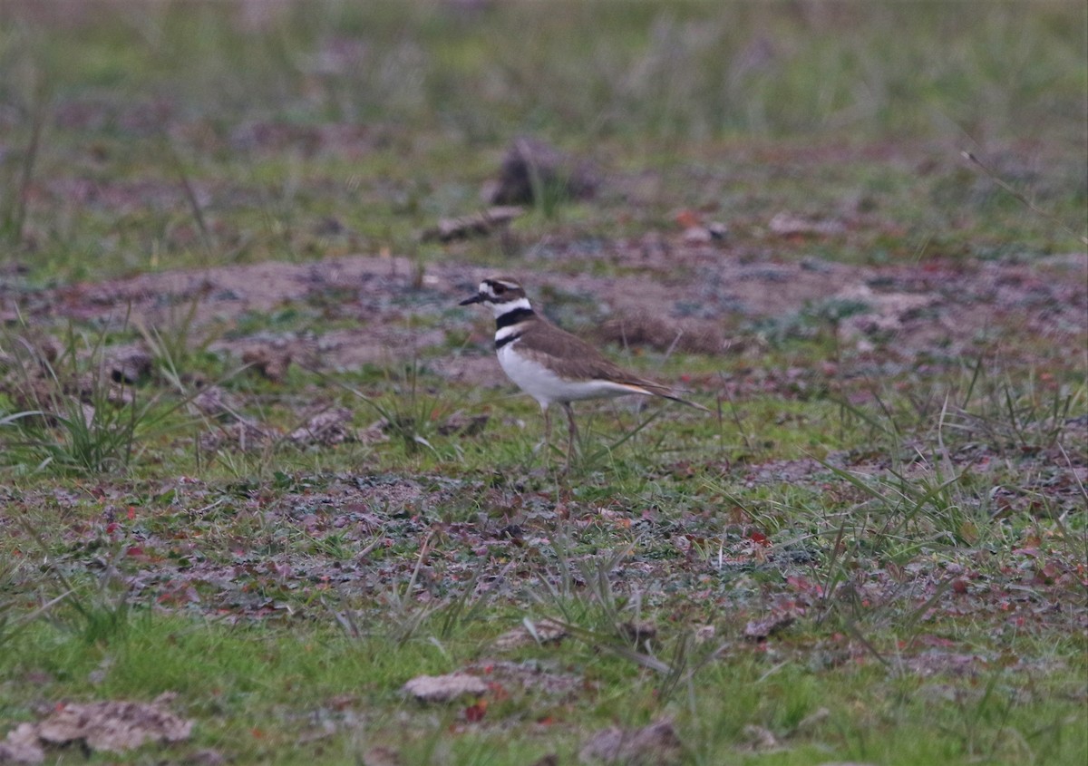 Killdeer - ML395503401