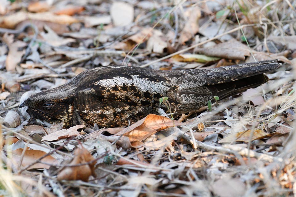 White-throated Nightjar - ML39550501