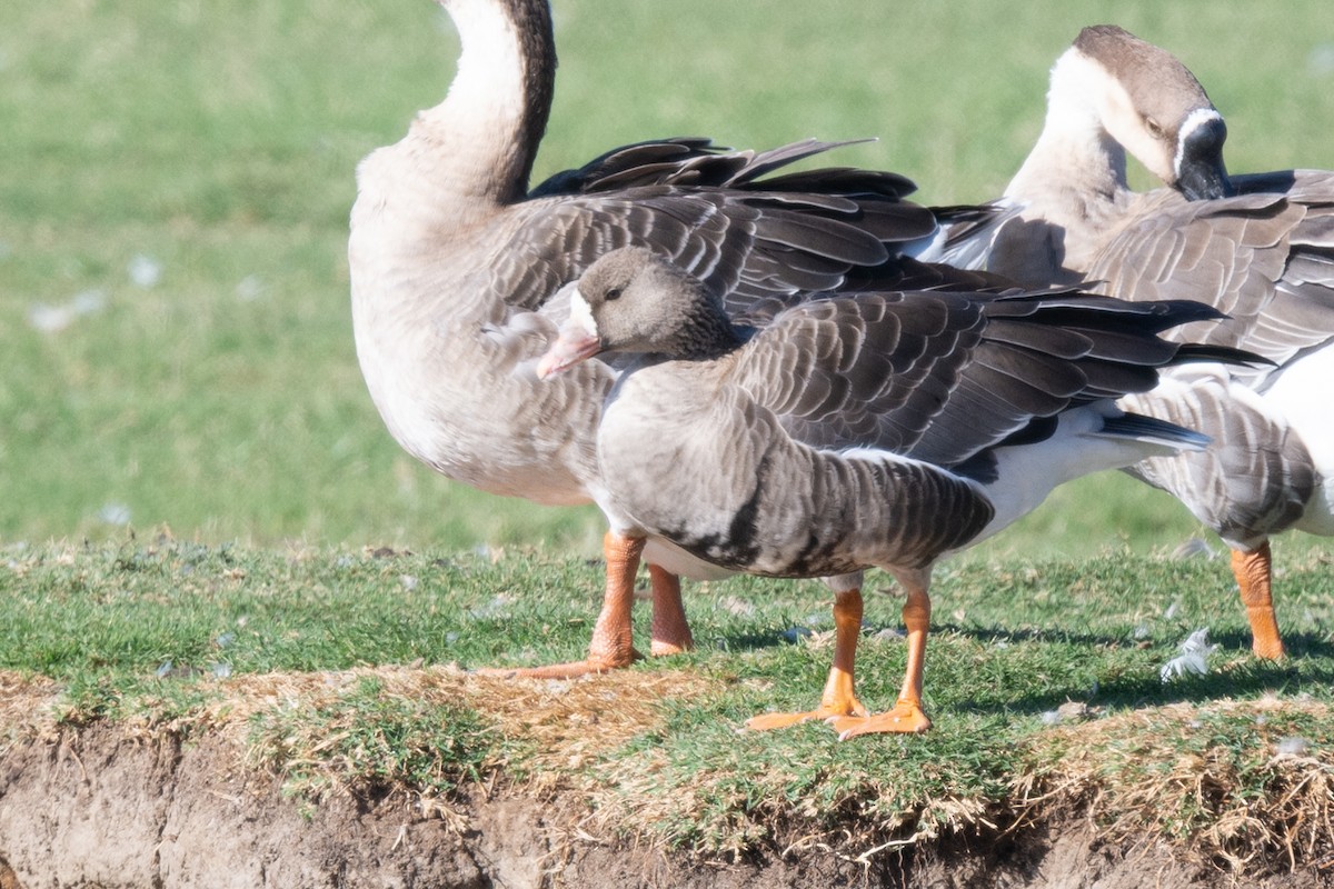 Greater White-fronted Goose - ML395505031