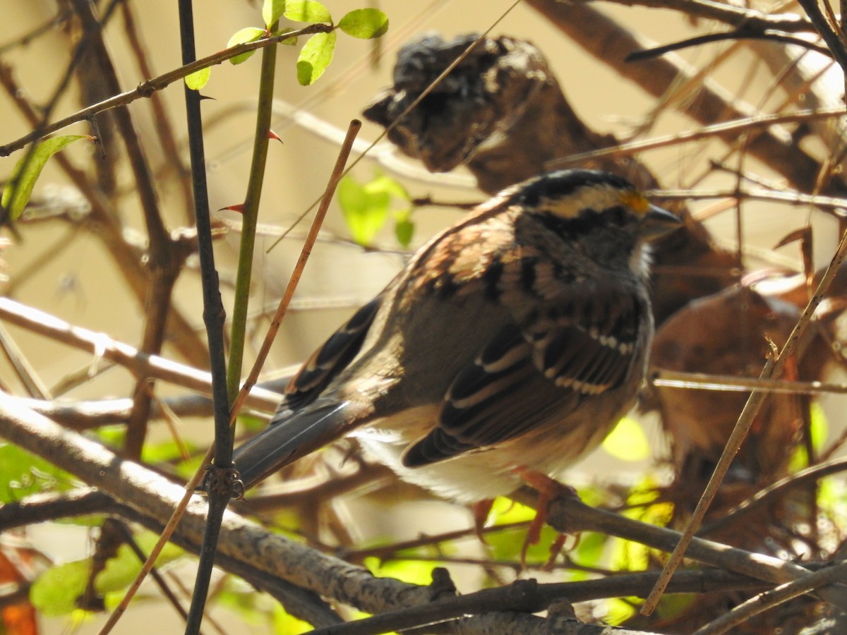 White-throated Sparrow - Susan Heath