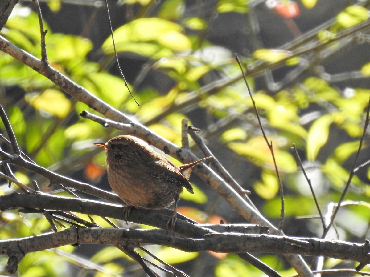 Winter Wren - ML395505611