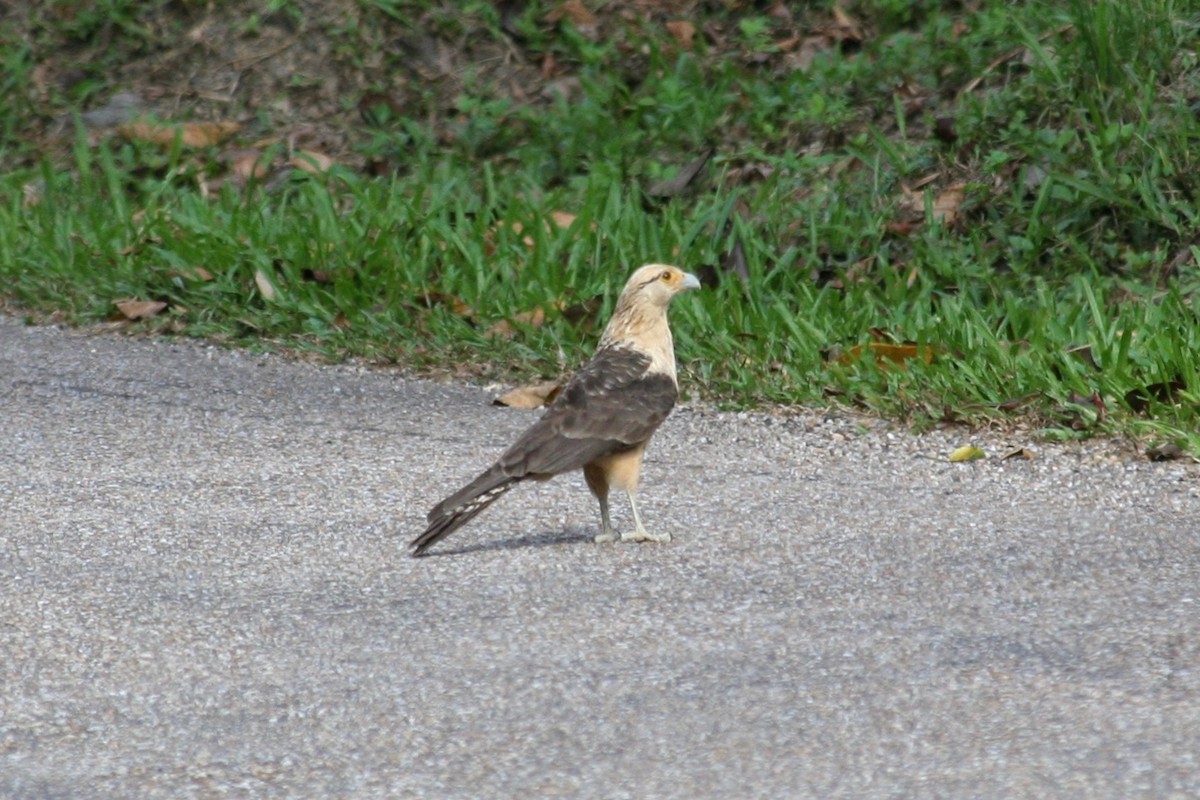 Yellow-headed Caracara - ML395505801