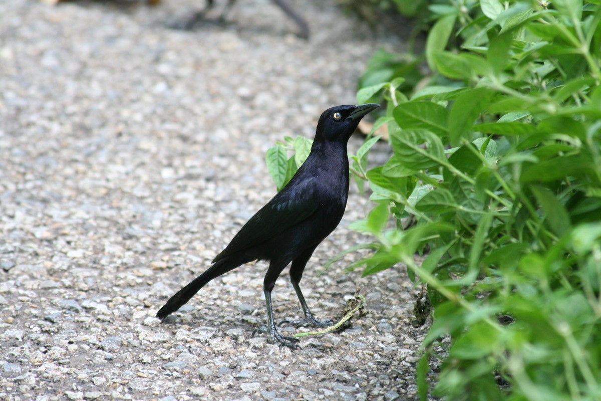 Carib Grackle - John Reynolds