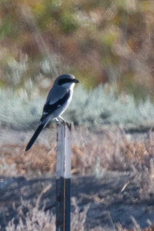 Loggerhead Shrike - Liz West