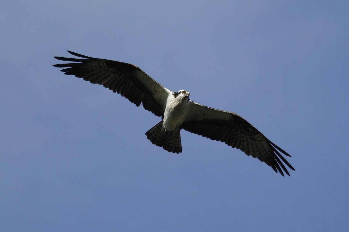 Balbuzard pêcheur - ML395508381