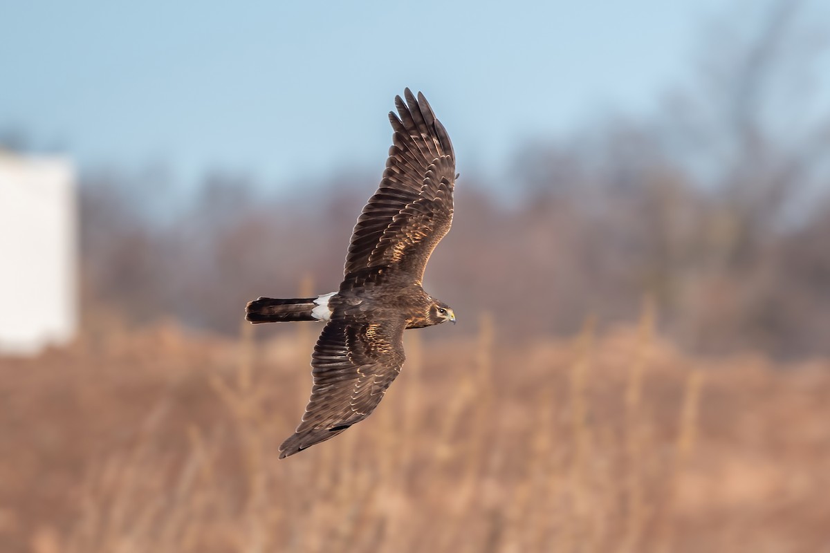 Northern Harrier - Jian Mei