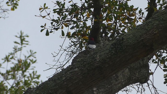 Red-headed Woodpecker - ML395508681