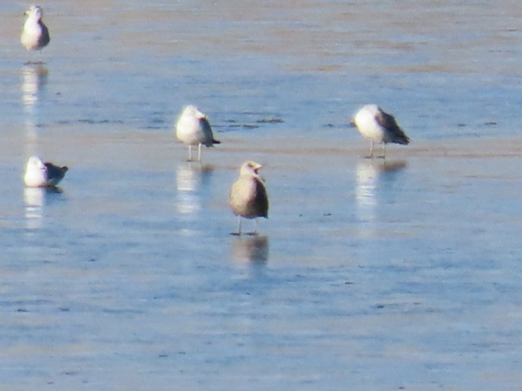 Goéland argenté - ML395508781