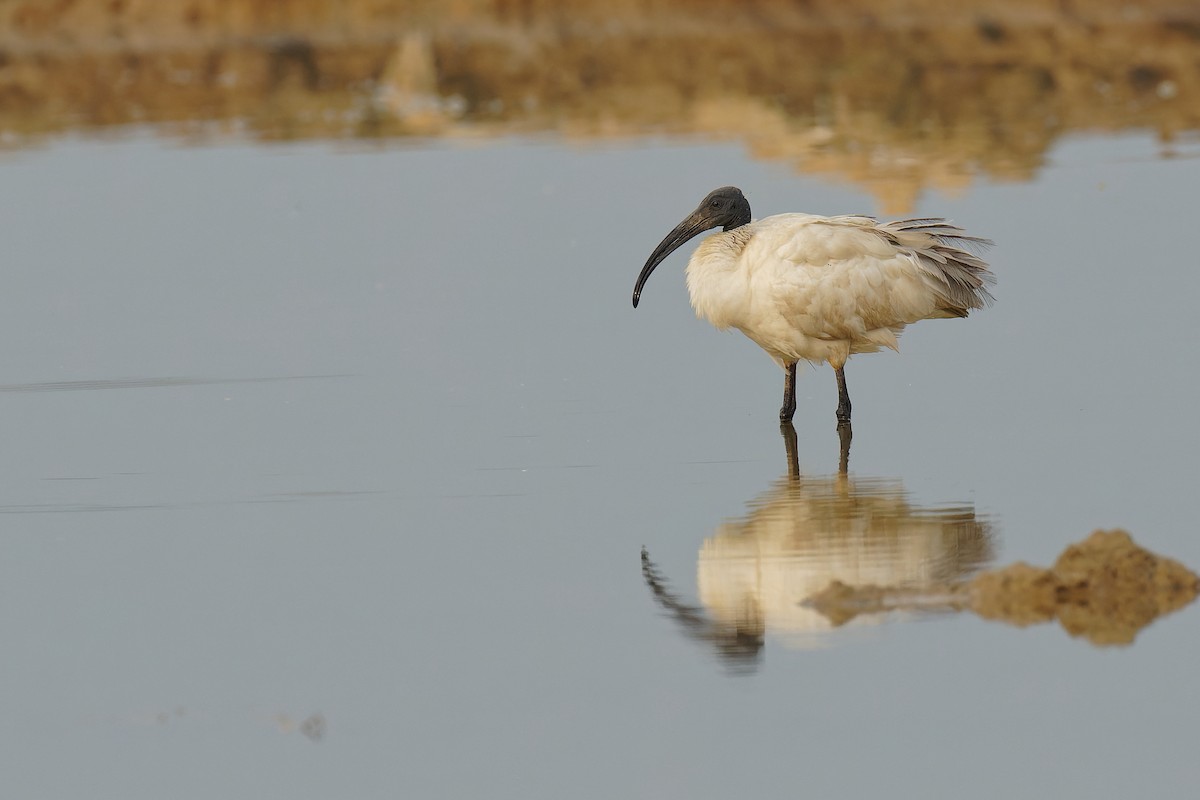 Black-headed Ibis - Vincent Wang