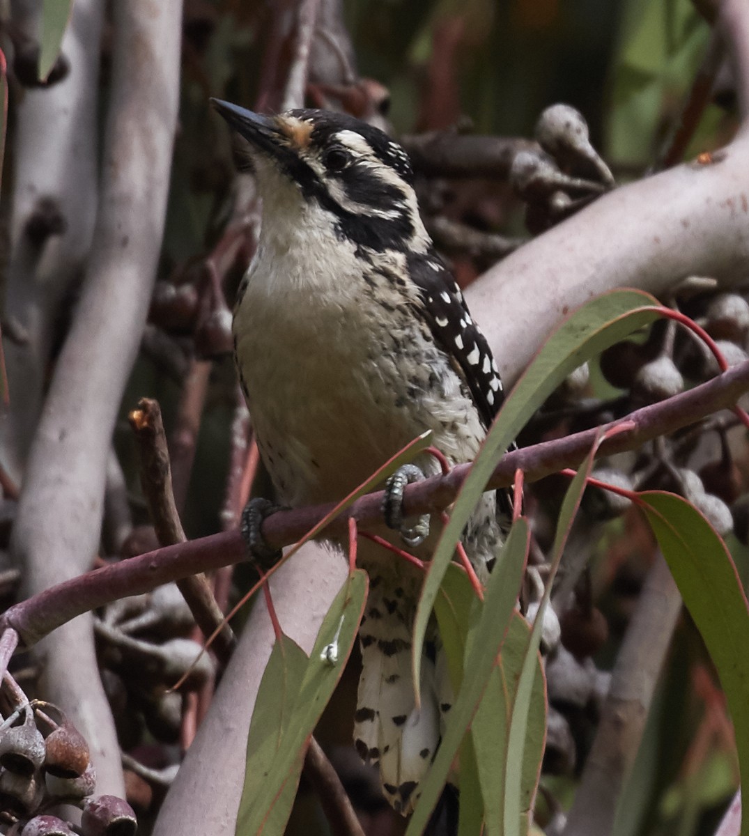 Nuttall's Woodpecker - ML39550981