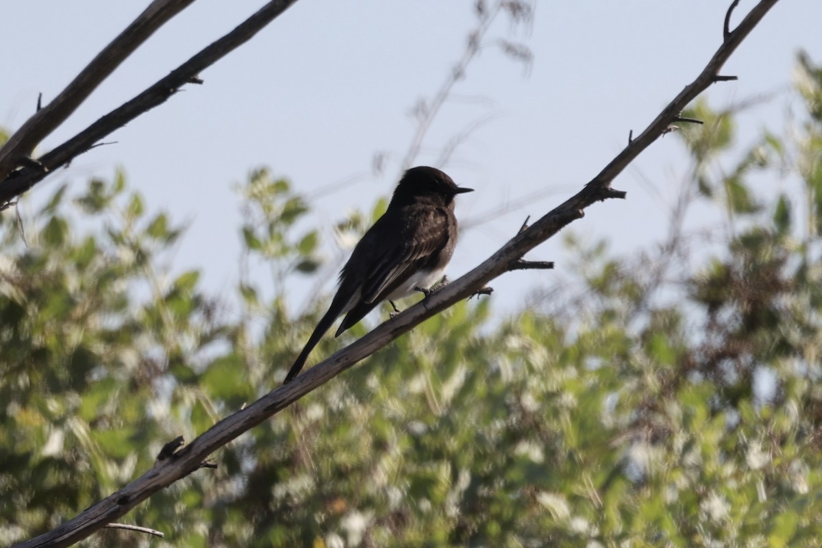 Black Phoebe - ML395513191