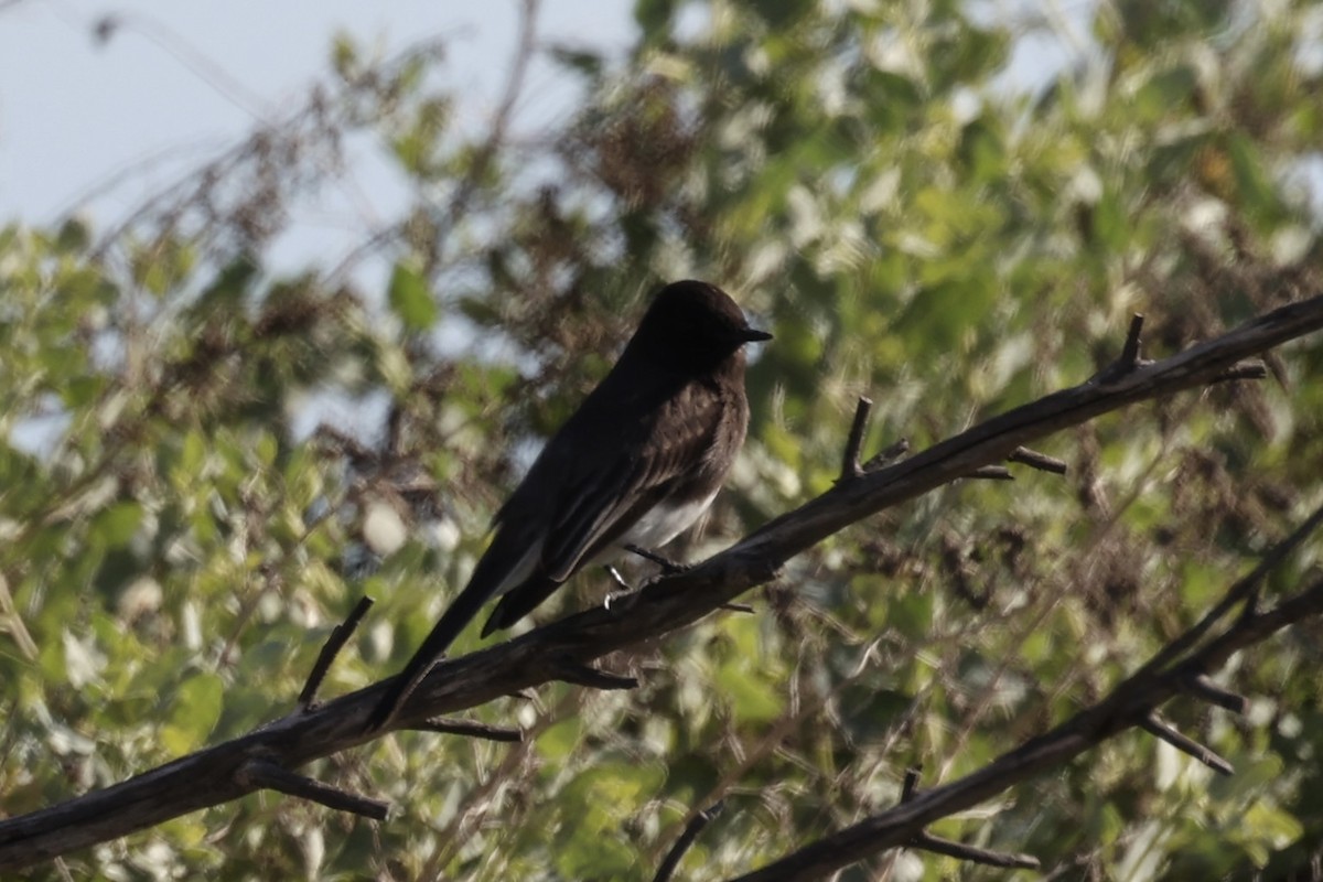 Black Phoebe - Andrew William