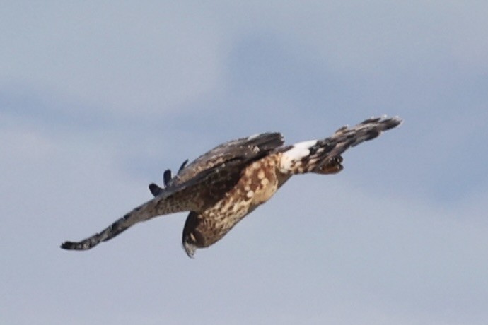 Northern Harrier - ML395513291