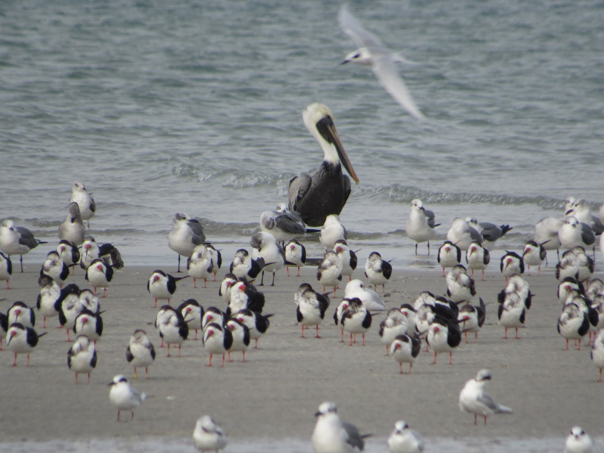 pelikán hnědý - ML395513491
