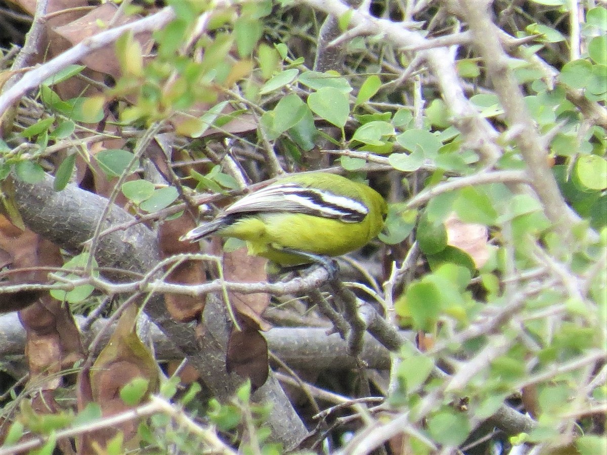 White-tailed Iora - ML395513981