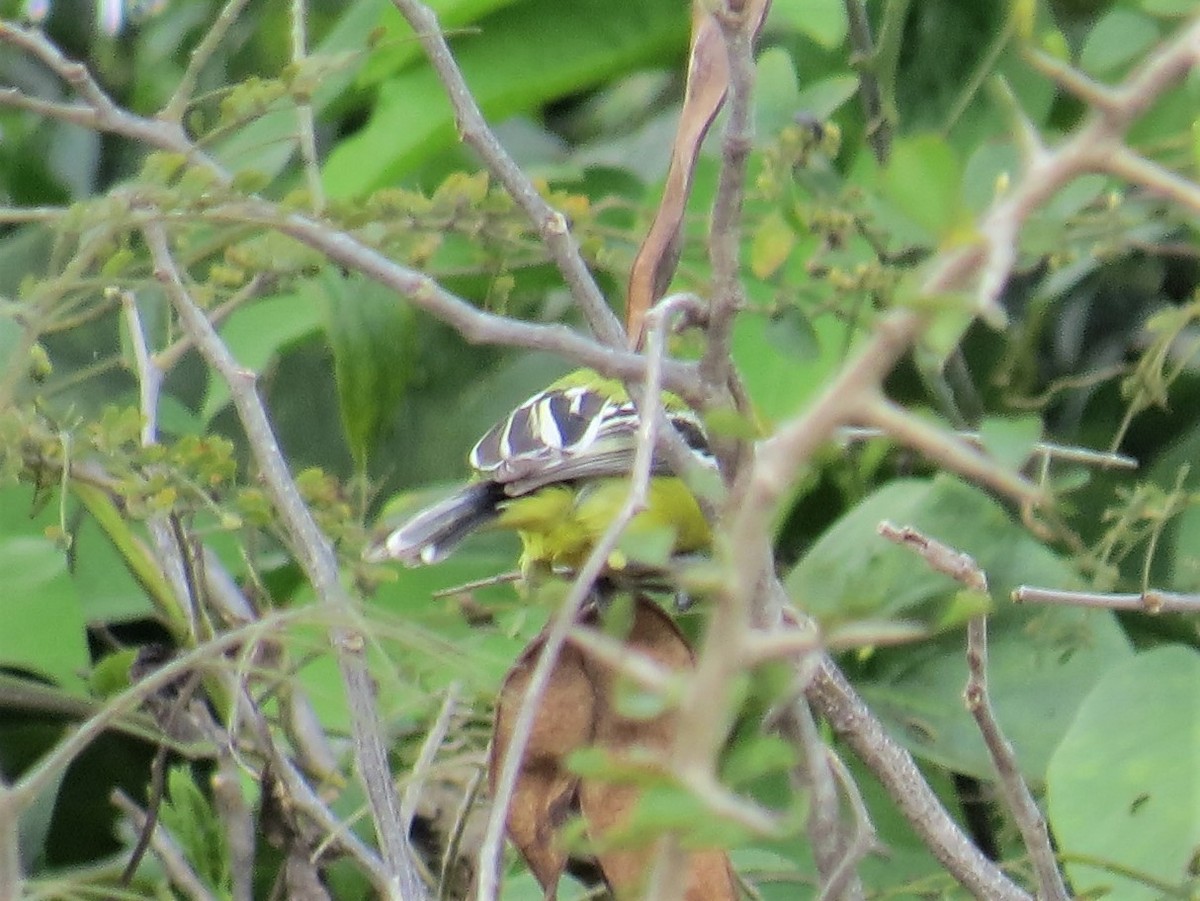 White-tailed Iora - ML395513991