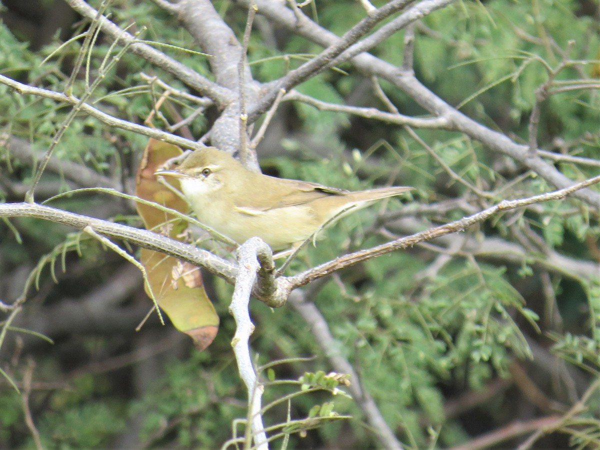 Blyth's Reed Warbler - ML395514111