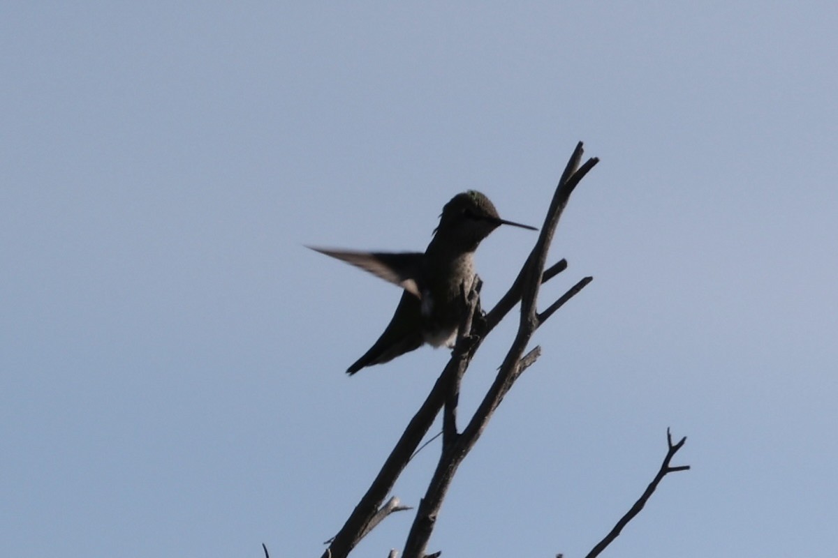 Anna's Hummingbird - ML395515031