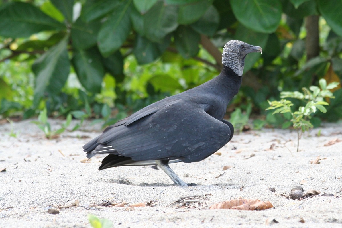 Black Vulture - John Reynolds