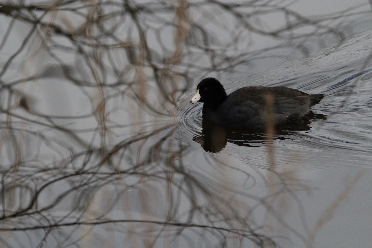 American Coot - ML395515861