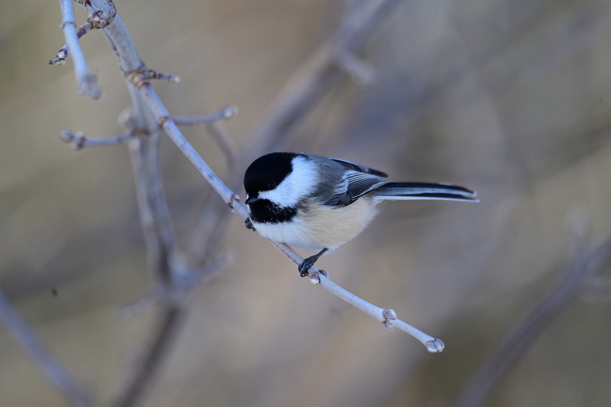 Black-capped Chickadee - ML395515911