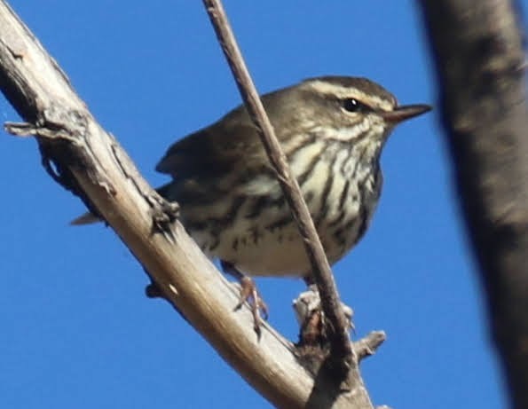 Northern Waterthrush - ML395516001
