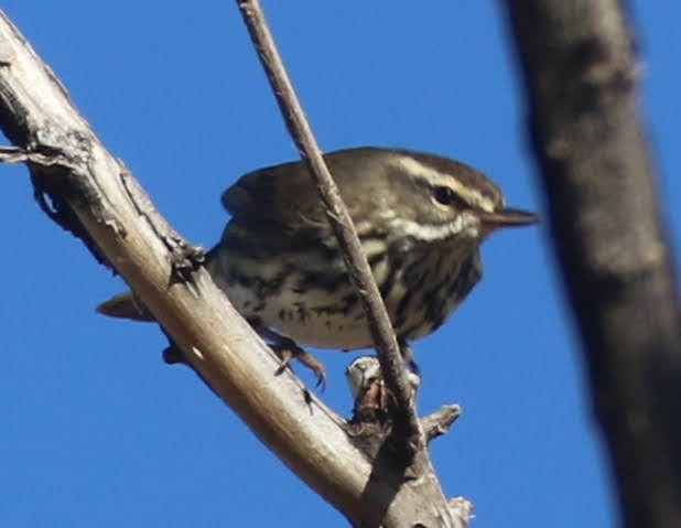 Northern Waterthrush - ML395516251