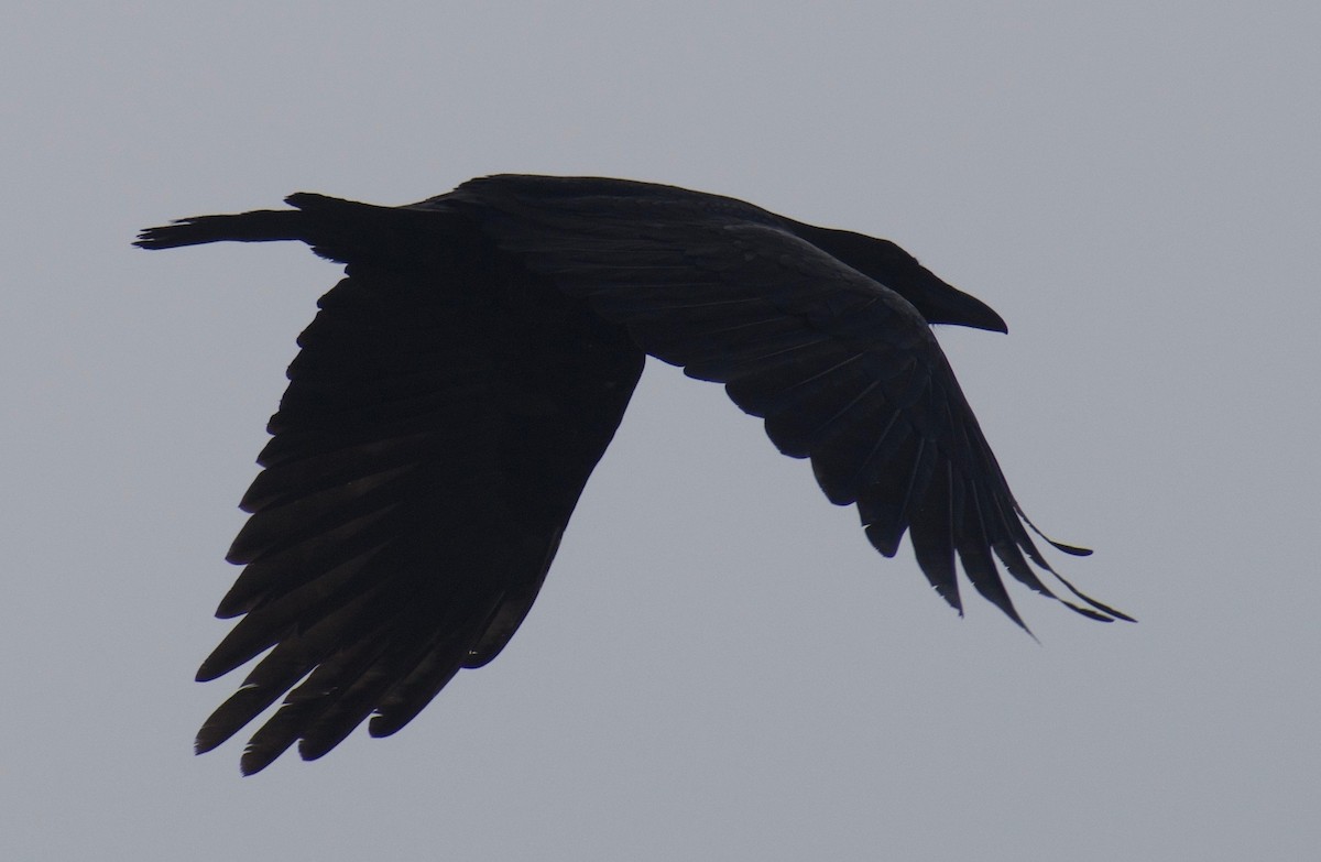 Common Raven - ML395516521