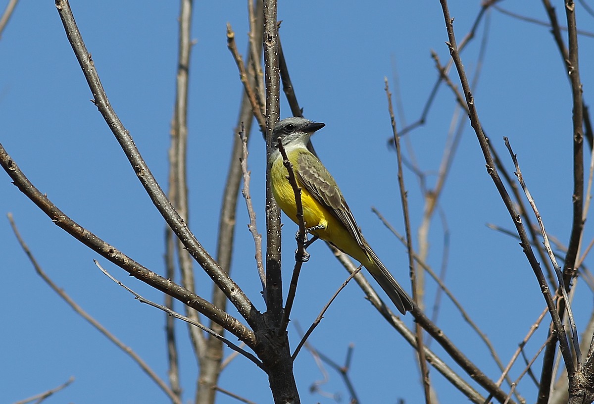 Couch's Kingbird - ML395519981