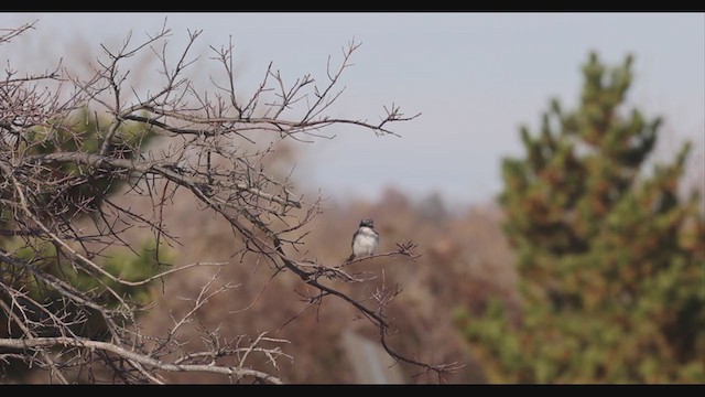 Gray Kingbird - ML395520151