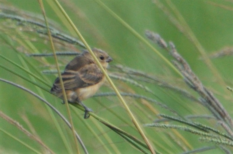 Rufous-rumped Seedeater - Pablo G. Fernández🦅