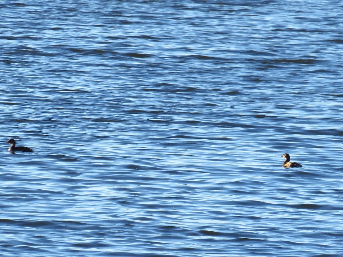 Pied-billed Grebe - ML395520631