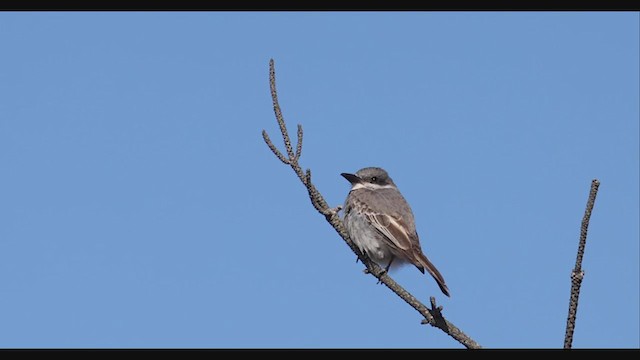 Gray Kingbird - ML395521401